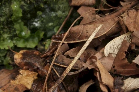 W jaki sposób zagospodarować ściółki organiczne jesienią?