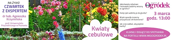 Live "Kwiaty cebulowe" – dowiedz się wszystkiego o sadzeniu i uprawie cebulowych wiosną