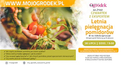 Letnia pielęgnacja pomidorów – nie może Cię zabraknąć na tym live