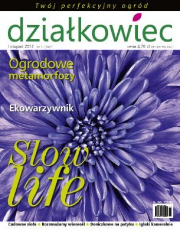 W listopadowym działkowcu